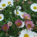 Erigeron karvinskianus 'Profusion' fleur